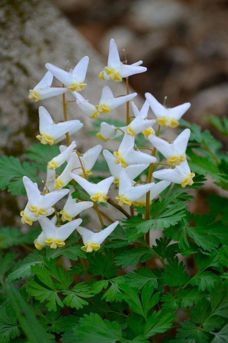 Dutchman Breeches Bulbs Bareroot Dicentra Cucularia for Garden Planting