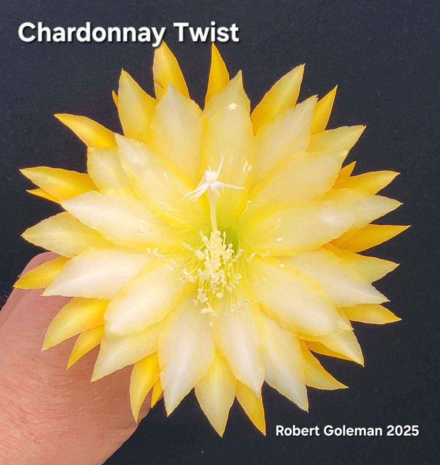 Epiphyllum 'Chardonnay Twist' Unrooted Cutting - Rare Orchid Cactus - Unique Succulent Plant for Propagation