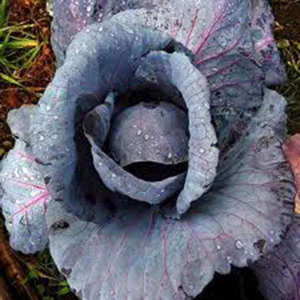 Red Acre Cabbage Seeds, Heirloom, Non-GMO, 25+ Colorful Tasty Seeds, Brassica oleracea