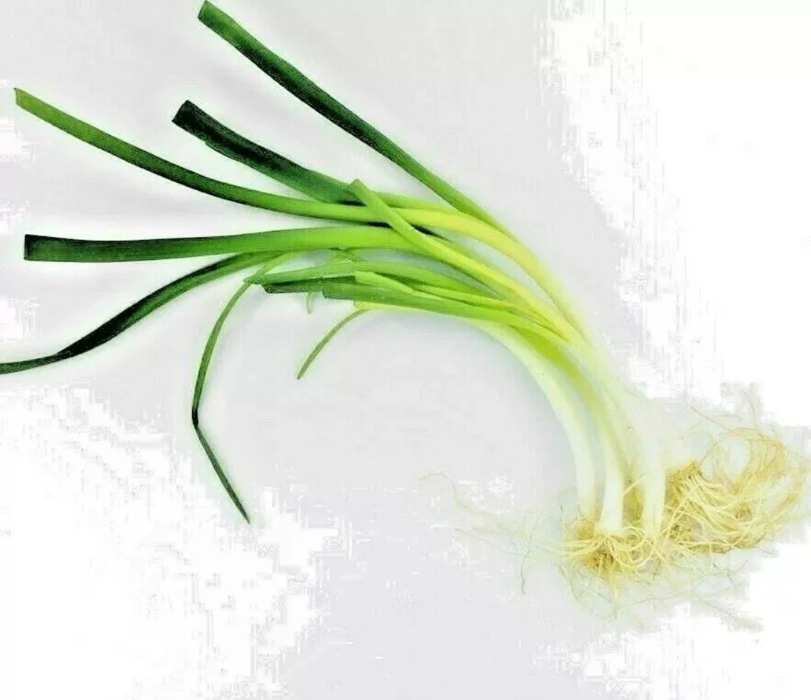 Onion Chive Seeds - 50 Non-GMO Organic Herb Seeds for Easy Culinary Garden - Perennial Edible Plant (Allium schoenoprasum)