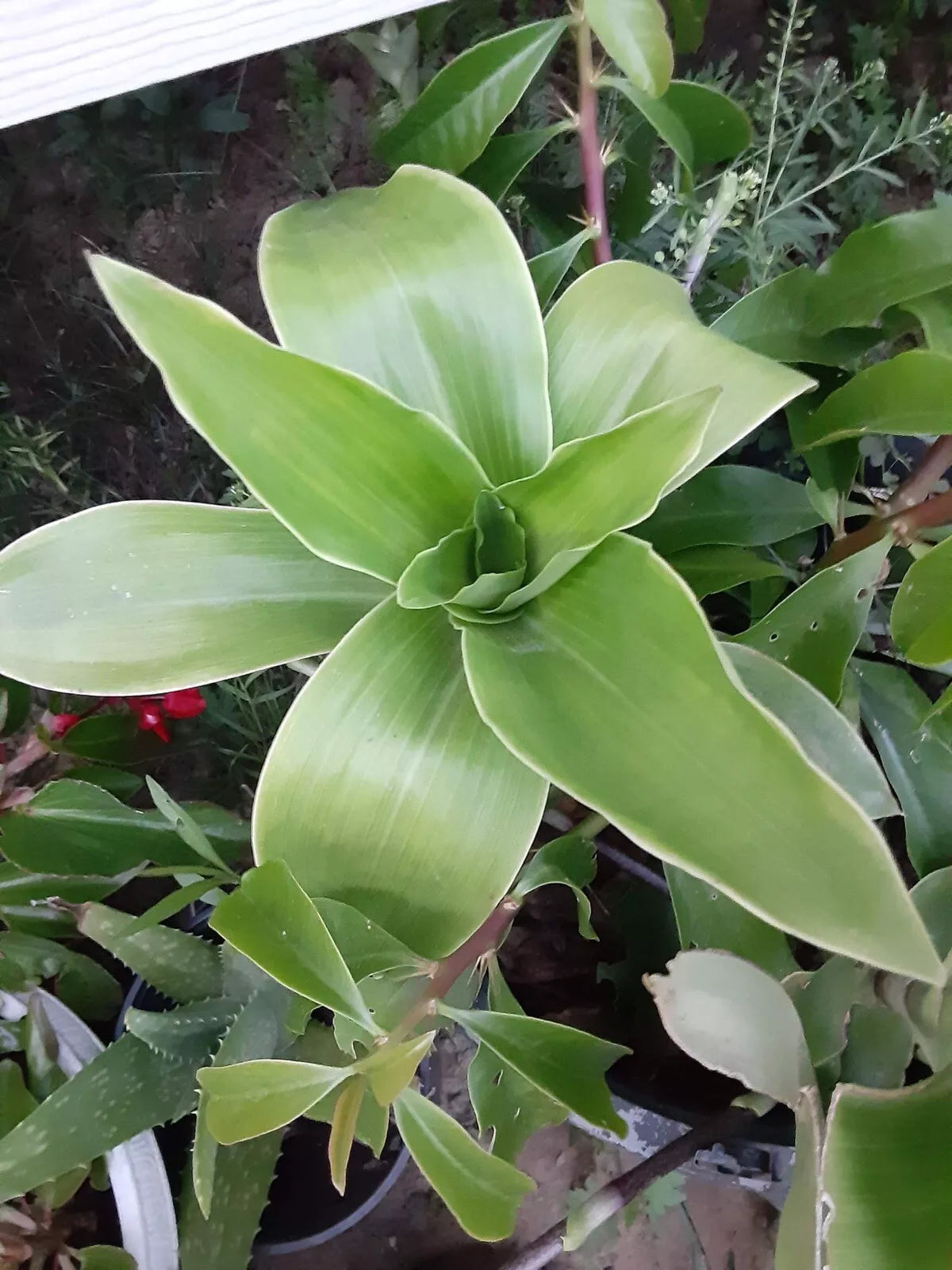 Basket Plant Cutting 1pc No Roots Callisia Fragans Houseplant Shade-Loving