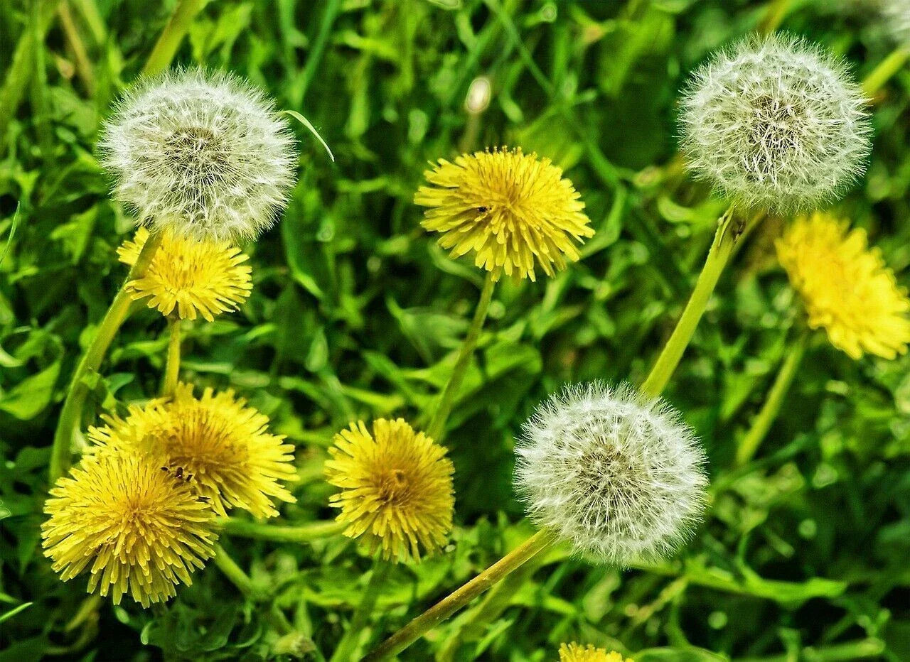 Dandelion Flower Seeds Organic Non-GMO Heirloom Edible Wild Taraxacum officinale