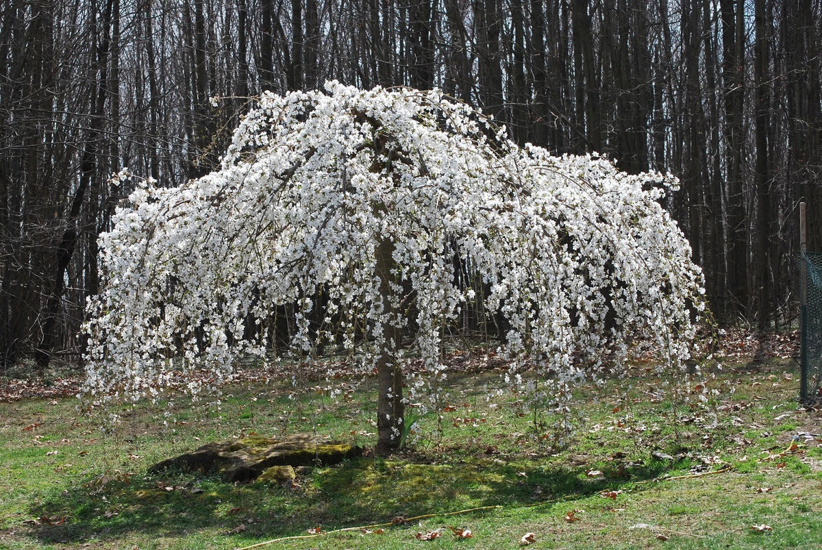 Weeping White Cherry Tree Seeds - 5 Pack - Flowering Ornamental Garden - Prunus subhirtella 'Pendula'