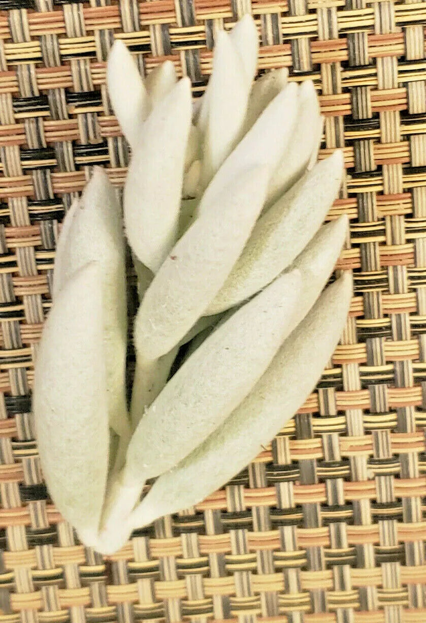 Senecio Haworthii Cutting - 3" Long Unrooted - Whitest Succulent - Ideal for Plant Lovers and Collectors