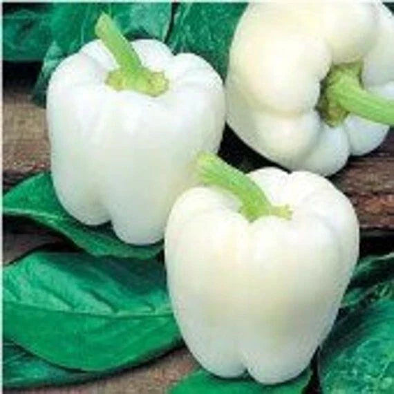 White Bell Pepper Seeds - 30+ Heirloom Organic Non-GMO Fresh - Capsicum annuum
