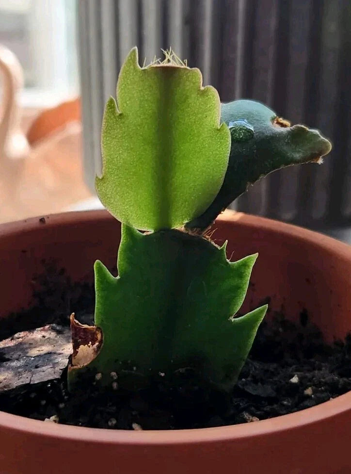 Thanksgiving/Christmas Cactus Rooted Cutting - Schlumbergera - Indoor Houseplant - Easy Care Plant
