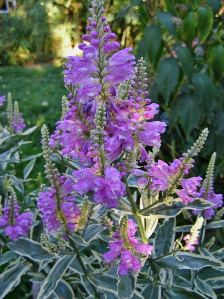 Obedient Plant - Variegated - Pink Flowers - Physostegia virginiana