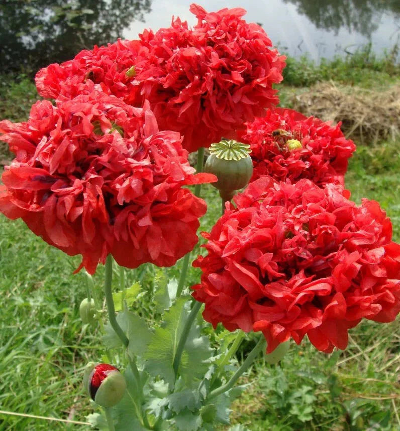 Red Double Poppy Seeds - 200+ Count - Papaver rhoeas - Perfect for Garden Planting - USA Grown