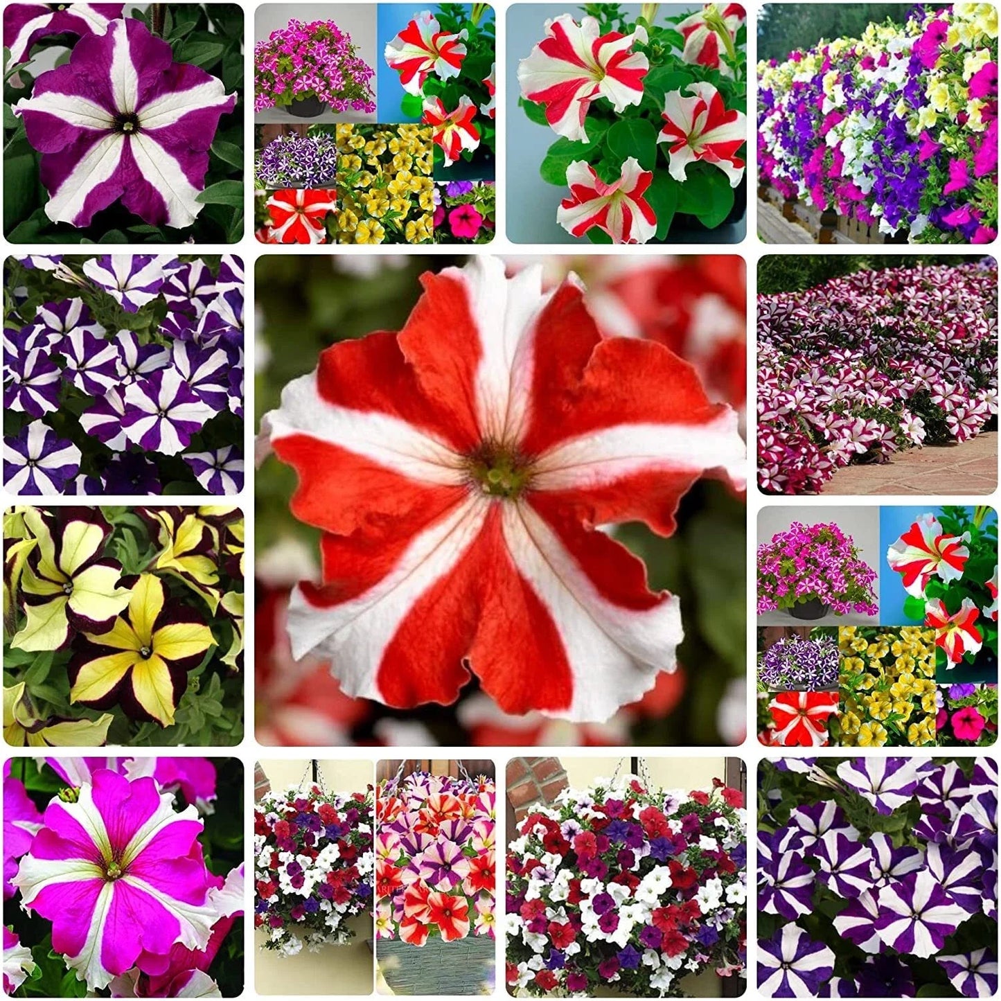 Mixed Petunia Flower Seeds | 100 Non-GMO Seeds | Rare Varieties for Planting | Petunia spp.