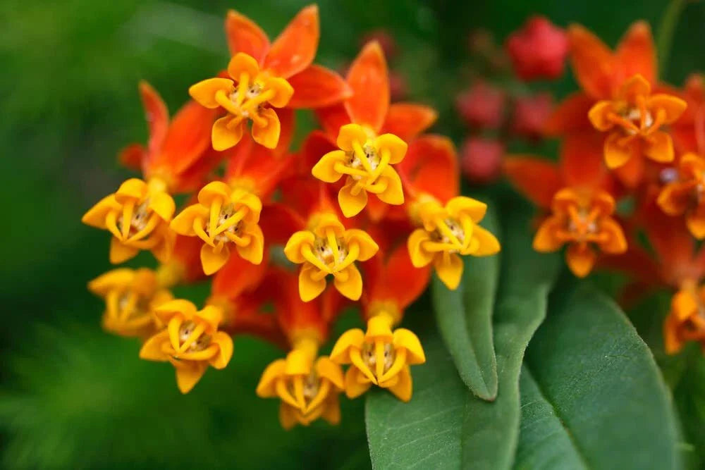 Tropical Milkweed Seeds - 250 Count - Monarch Butterfly Food and Host Plant - Asclepias curassavica