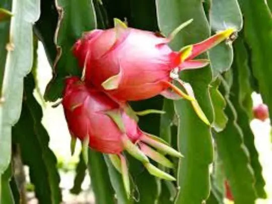Dragon Fruit Seeds - 30 Seeds - Organic Pitaya Cactus Plant with Edible Fruit - Hylocereus spp.