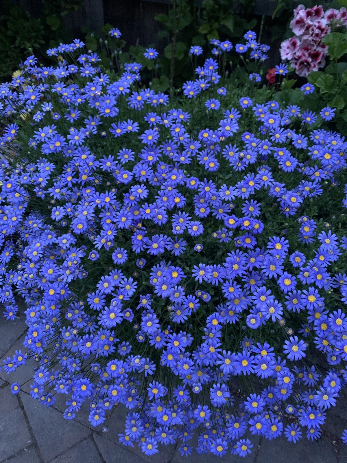 3 Blue Daisy Plant - Live Perennials - Felicia amelloides in 3” Pots
