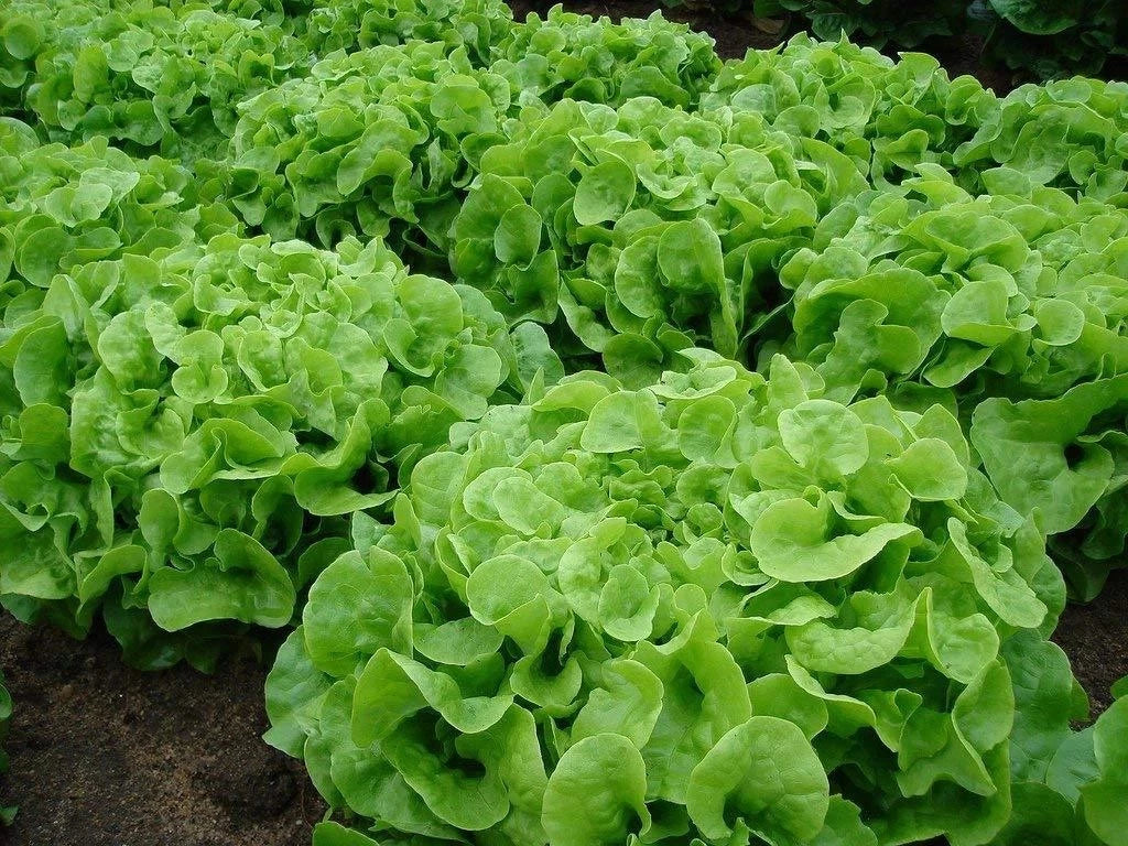 Oakleaf Leaf Lettuce Seeds - 500 Heirloom Organic Non-GMO - Lactuca sativa