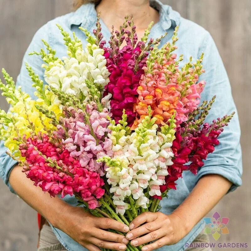 Snapdragon Seeds - 1000+ Johnny's Potomac Custom Mix - Antirrhinum majus - Ideal for Garden Planting