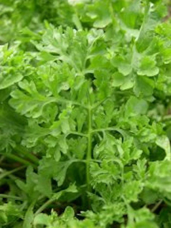 Curled Garden Cress Seeds - 5000 Non-GMO Heirloom Seeds - Lepidium sativum - USA Seller