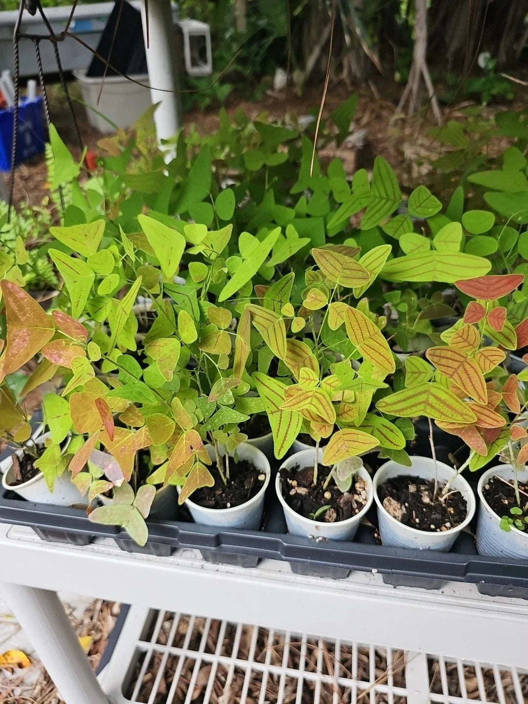 Christia Obcordata Live Starter Plant - Butterfly Wings Swallowtail - 2.5" Pot