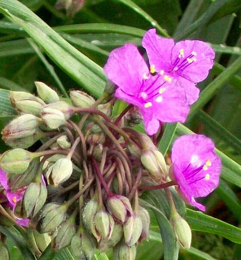 Lot of 8 Tradescantia Plant Roots, Bright Pink Perennials, Tradescantia spp.