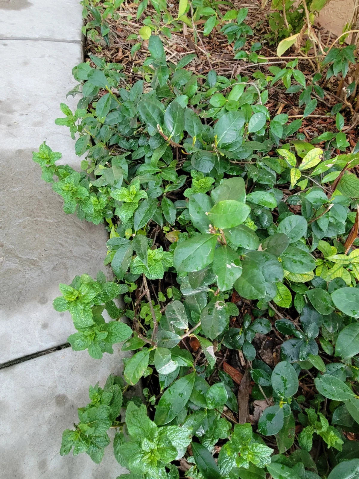 Star Jasmine Plant, 3/4 Year Old, Extremely Fragrant Vine, Mature Bareroot, Trachelospermum jasminoides