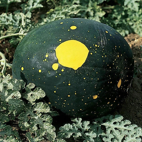 Moon & Stars Watermelon Seeds - Heirloom Non-GMO Red Variety - Citrullus lanatus