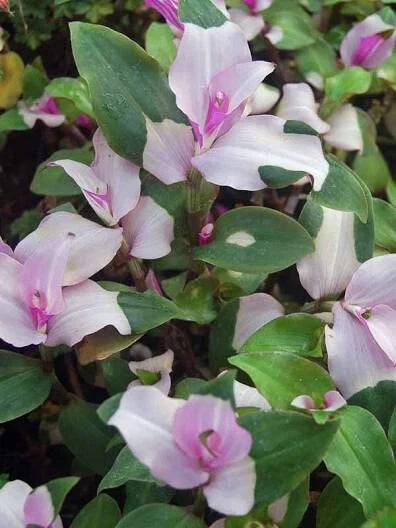 Variegated Tradescantia Blushing Bride Cuttings - 3 Gorgeous Wandering Jew Plant Cuttings - Ideal for Home Decor