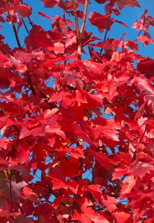 American Red Maple Trees 3"-6" Seedling Saplings Acer rubrum Live Plant Ornamental Shade Tree
