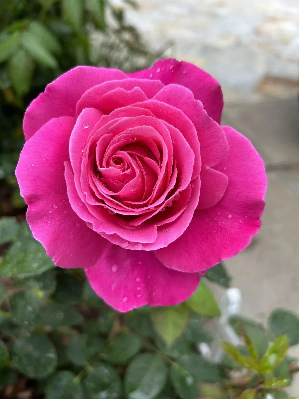 Dark Pink Rose Cuttings - 5 Fragrant Stems for Planting - Rosa Hybrid