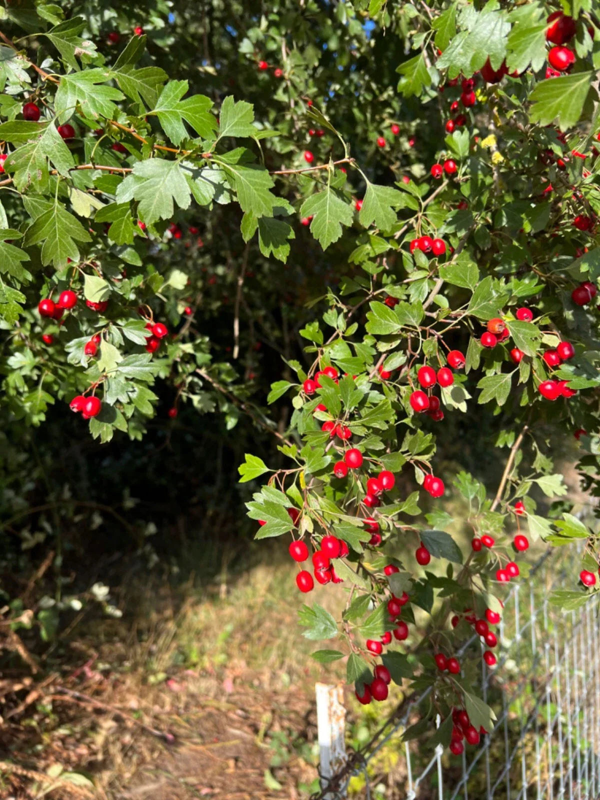 Wild Hawthorn Tree Seedling, Crataegus monogyna, Chinese Hawthorn Rootstock, 野山楂, 山楂砧木