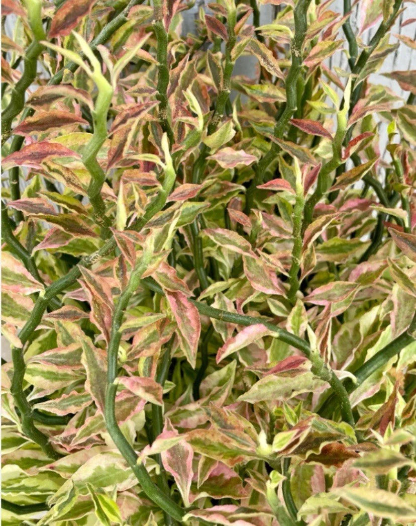 Devil's Backbone Cuttings 6+" Variegated Euphorbia Tithymaloides Organic, 8 Pieces for Plant Propagation