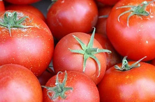 Tomato Slicer Seeds - 5000 Count - Bonny Best Scarlet - Solanum lycopersicum - Ideal for Canning, Fresh Slicing, High Yield