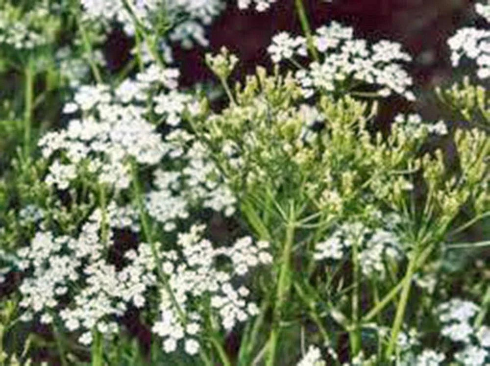 Caraway Herb Seeds 500 Count - Culinary Herb for Planting and Cooking - Carum carvi