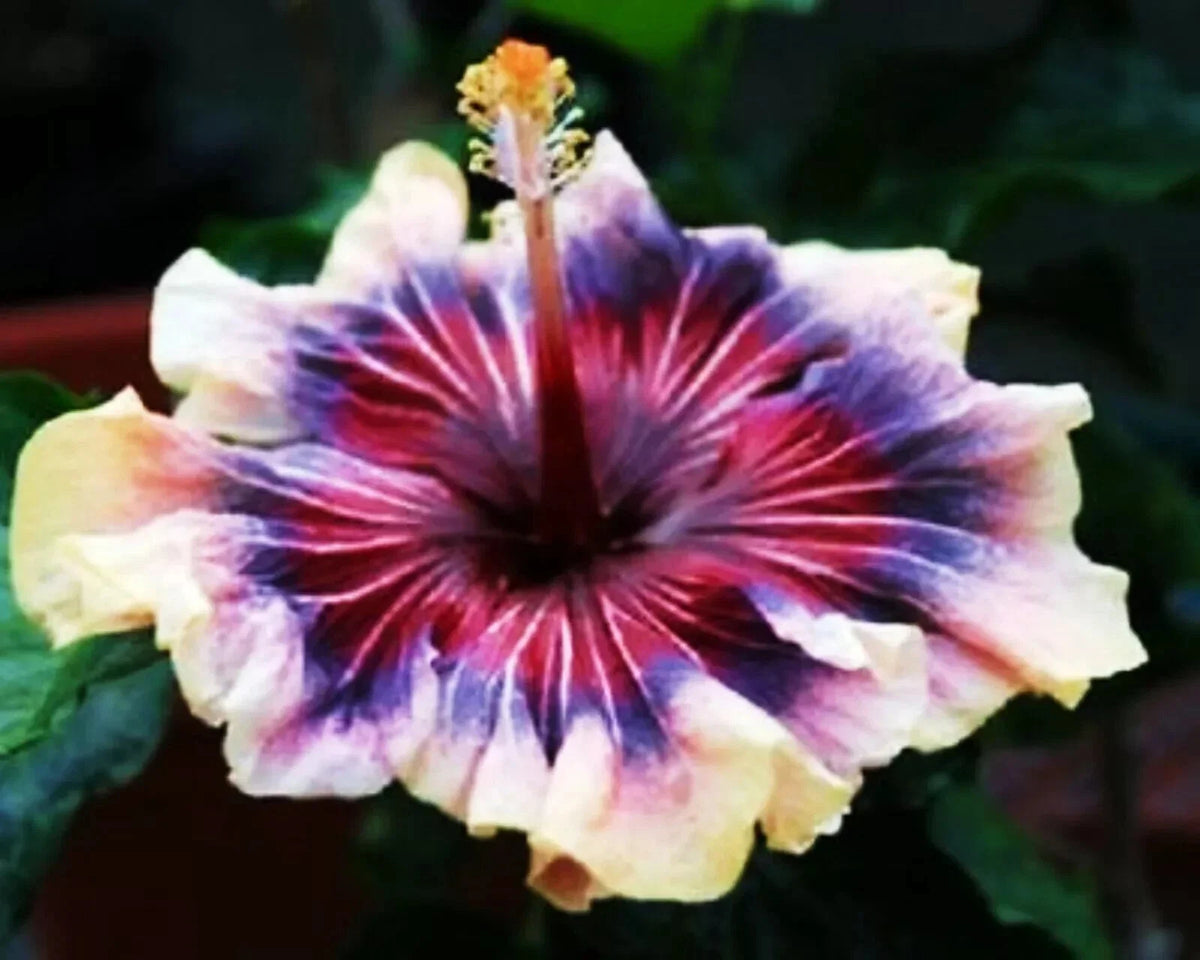 Madagascar Hibiscus Starter Plant 3-5" Hibiscus moscheutos Mallow Malvaceae Live Plant US Shipping