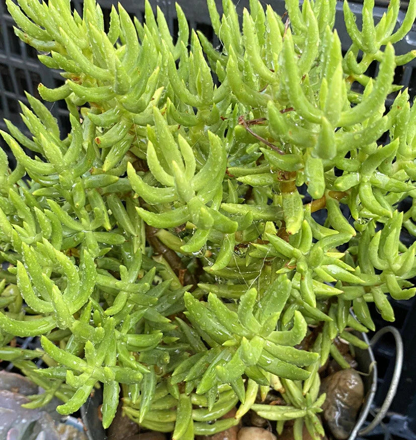 Crassula Tetragona Cuttings - 10 Miniature Pine Tree Succulent Plants for Cactus Gift
