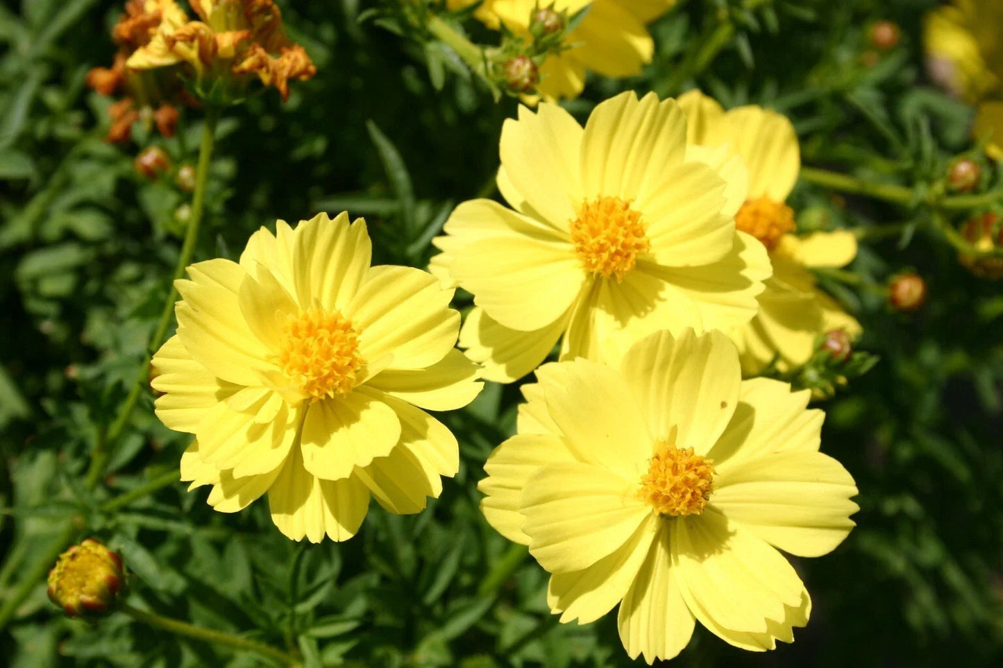 Sulphur Yellow Cosmos Seeds - 200+ Pack for Garden Planting - Cosmos sulphureus - USA Grown, Free Shipping