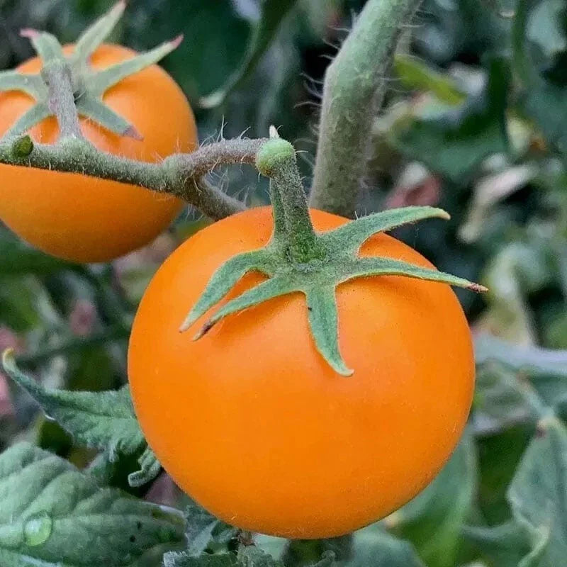 Orange Cherry Tomato Seeds - Heirloom Organic - 30+ Rare Seeds - Solanum lycopersicum