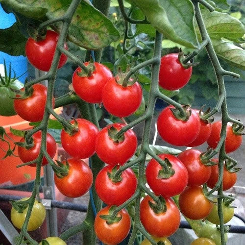 Supersweet 100 Tomato Seeds | F1 Hybrid | Non-GMO | Sweet Flavor | Solanum lycopersicum