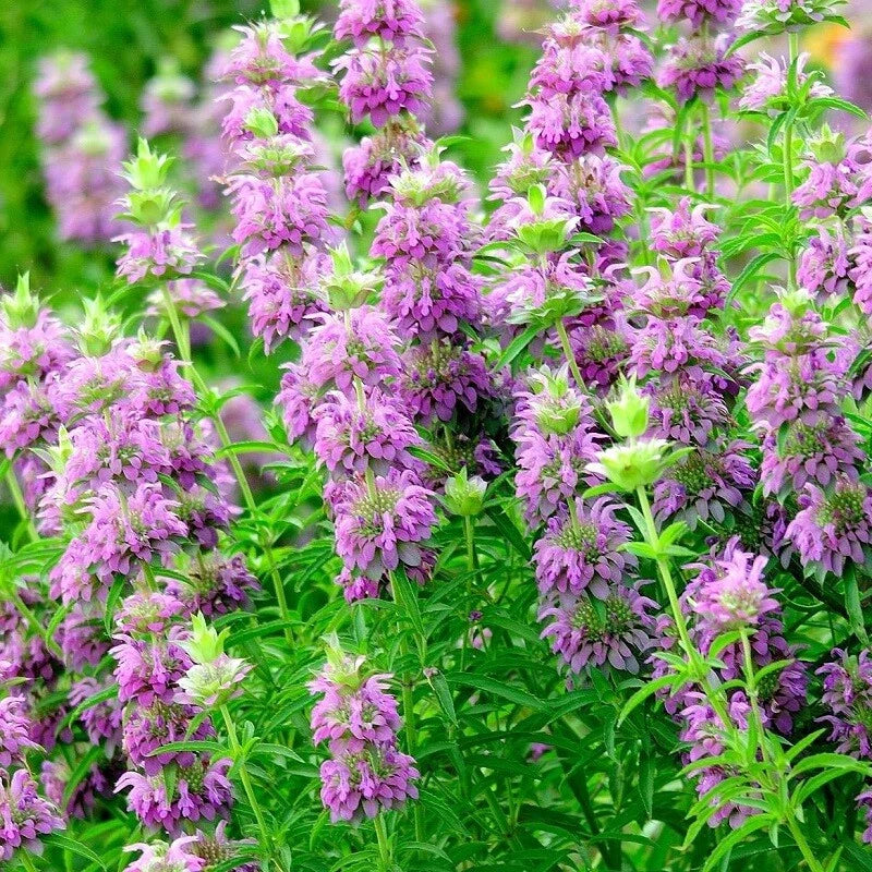 Lemon Mint Bergamot Seeds | 500+ Non-GMO Heirloom | Fresh Medicinal Garden Seeds | Monarda citriodora