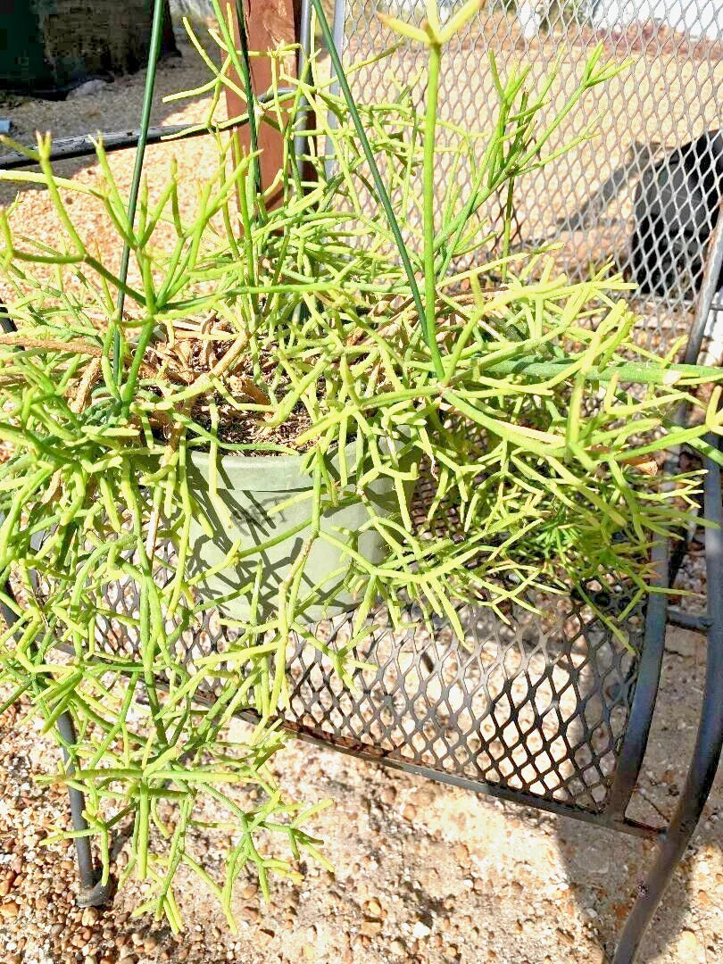 Fresh Cuttings Rhipsalis heteroclada | Rare Orchid Cactus Propagation Material | Unique Indoor Plant Decor