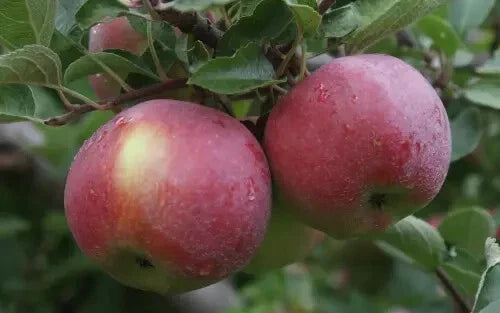Empire Apple Seeds - 25 for Garden Planting - Malus domestica - USA Grown - Non-GMO