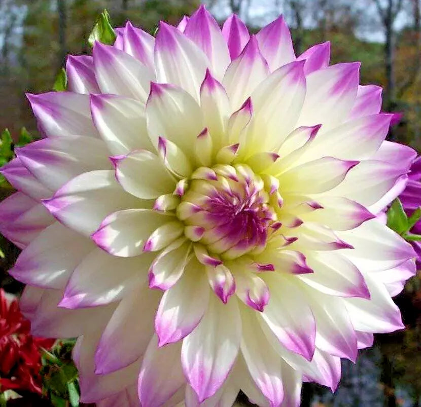 Dahlia Bulb Tuber 10" White Purple Ferncliff's Illusion Live Plant