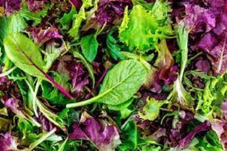 Premium Organic Heirloom Mesclun Leaf Lettuce Mix Seeds - Fresh Gourmet Salad Greens