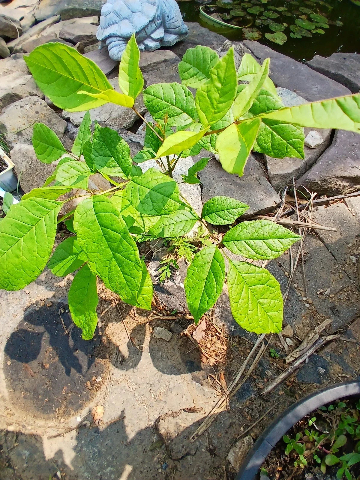 Live American White Ash Tree 1-3 Year Old Well Rooted Plant 8-40" Tall Native Fraxinus americana