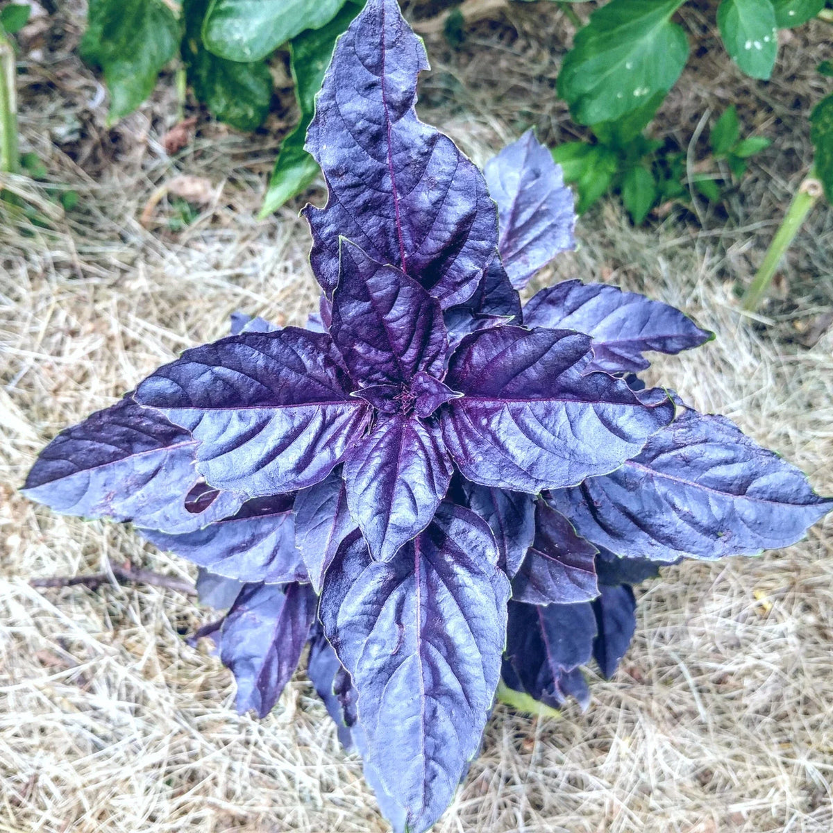 Purple Dark Opal Basil Seeds - 50+ Seeds - 'Ocimum basilicum Dark Opal' - Heirloom Culinary Herb for Gardens