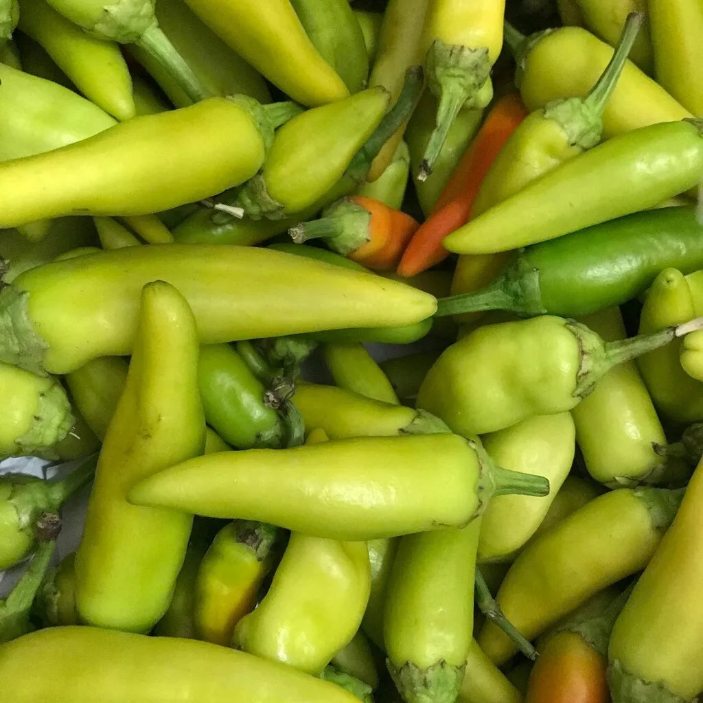 Pepperoncini Italian Pepper Seeds 25+ MILD NON-GMO HEIRLOOM Capsicum annuum