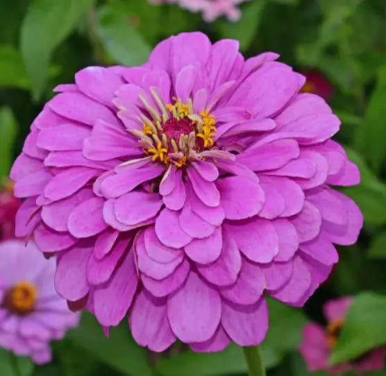 Zinnia Seeds - 200 Count - Lavender Double Butterflies - Zinnia elegans for Pollinators and Flower Gardens