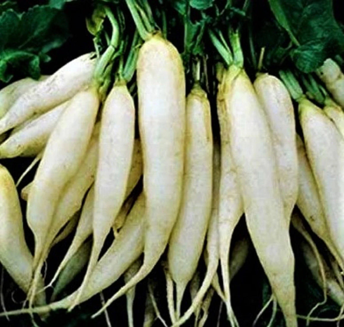 White Icicle Radish Seeds 200+ Non-GMO - Fast Growing, Crisp Flavor, Raphanus sativus