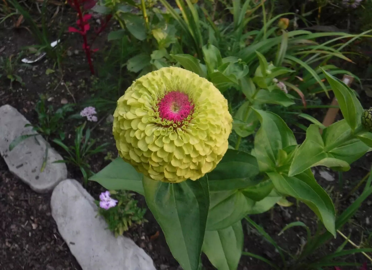 Zinnia Seeds - Queeny Lime Mix - Colorful Annual Flower Seeds - Zinnia elegans