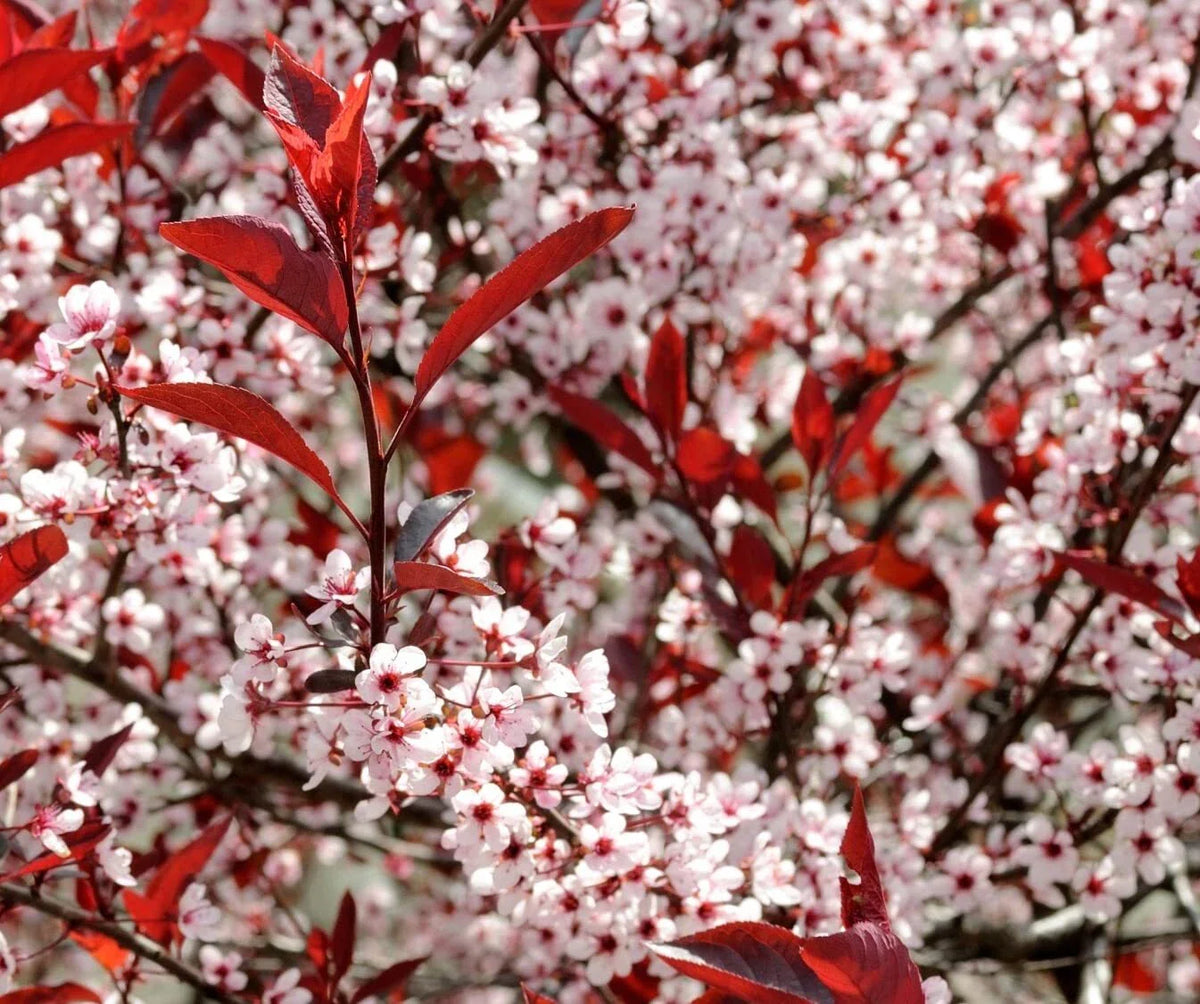 Western Sand Cherry Seeds - 6 Seeds - Rare Variety - Ideal for Landscaping or Bonsai - Prunus besseyi
