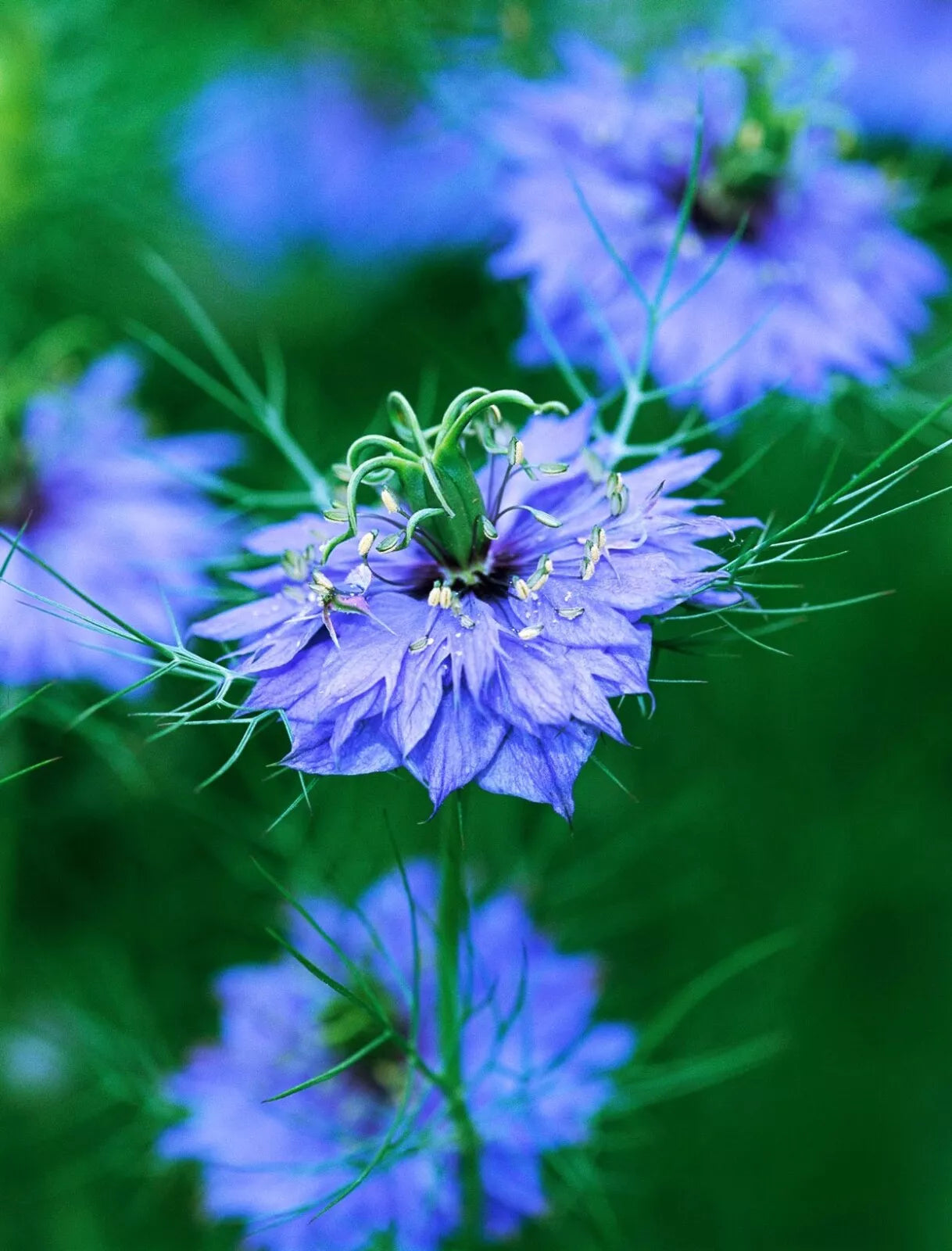 Nigella Seeds for Cutting, Double Blue Variety, 100 Seeds, Love-in-a-Mist (Nigella damascena)