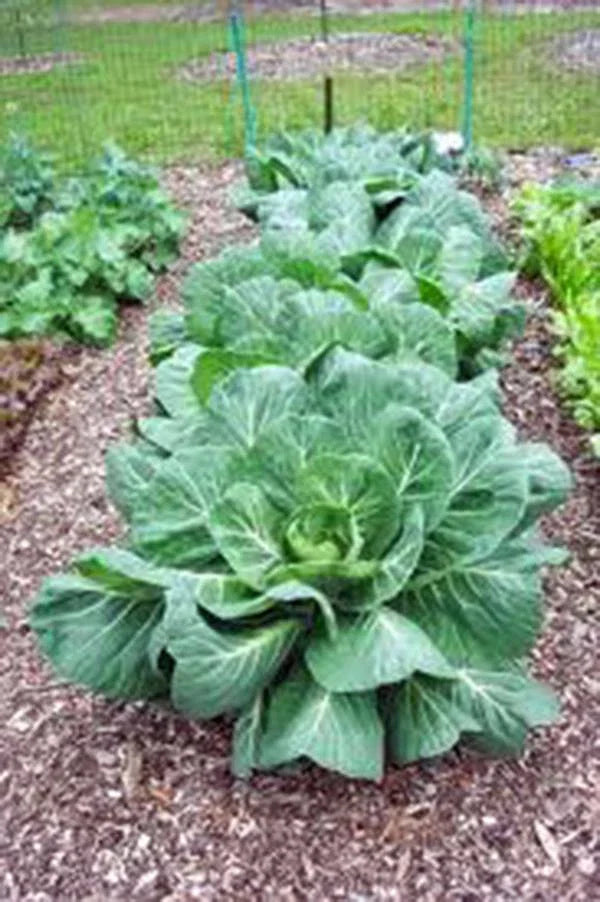 Collard Greens Seeds, Vates Variety, Heirloom, Non-GMO, 1000 Seeds, Brassica oleracea