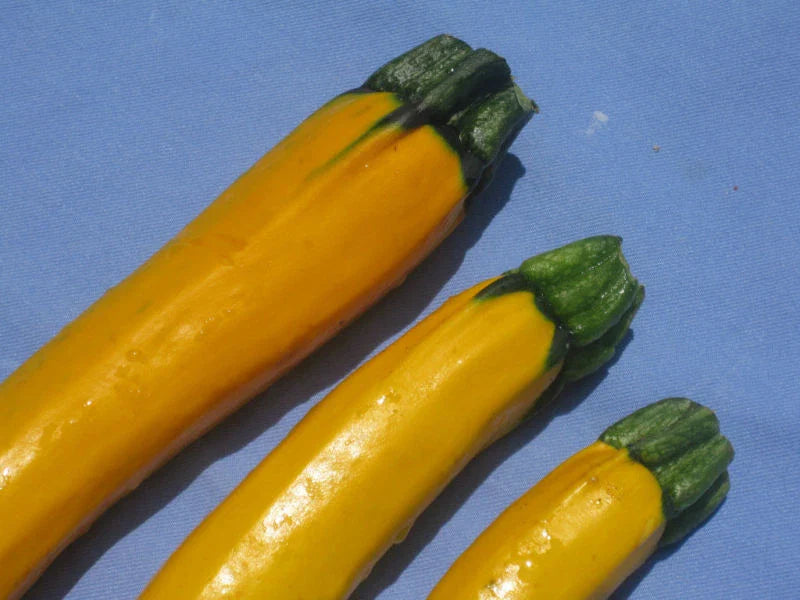 Zucchini Seeds - 20 Seeds - Golden Yellow Variety - Cucurbita pepo - GroCo USA - Buy Any 15 Ships Free